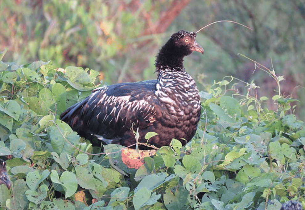 potret burung horned screamer 