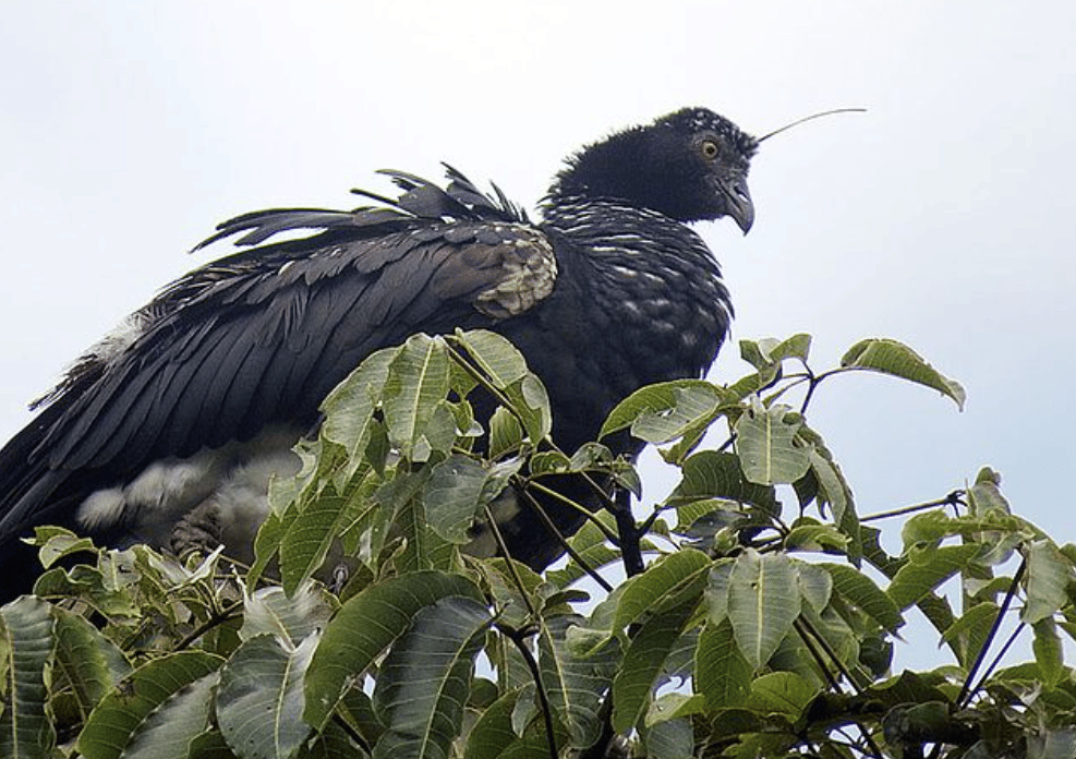potret burung horned screamer
