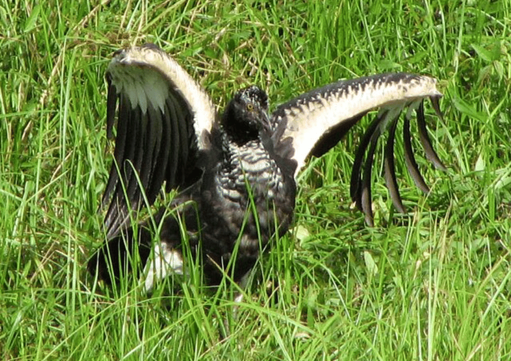potret burung horned screamer