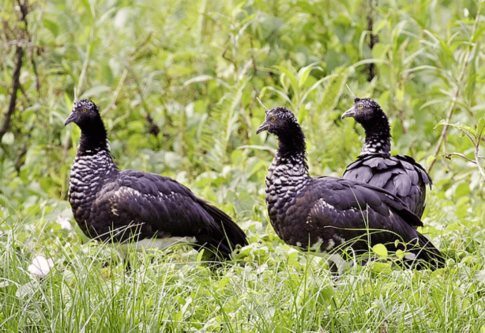 potret burung horned screamer