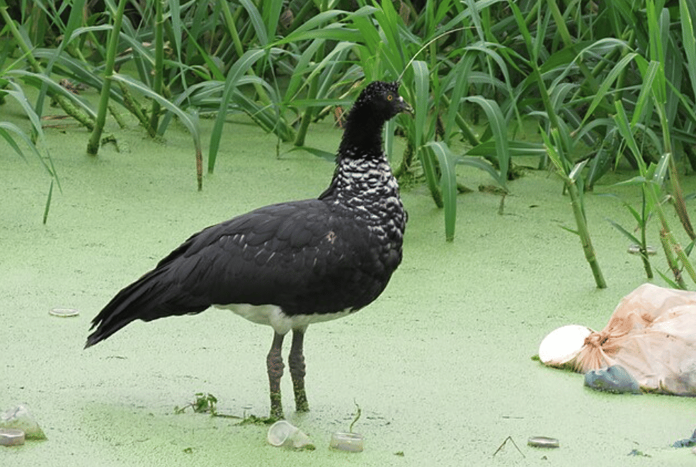 potret burung horned screamer