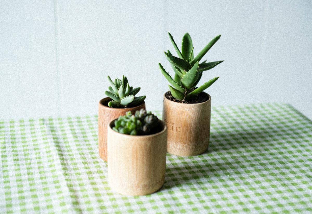 ilustrasi pot tanaman dari kaleng bekas susu