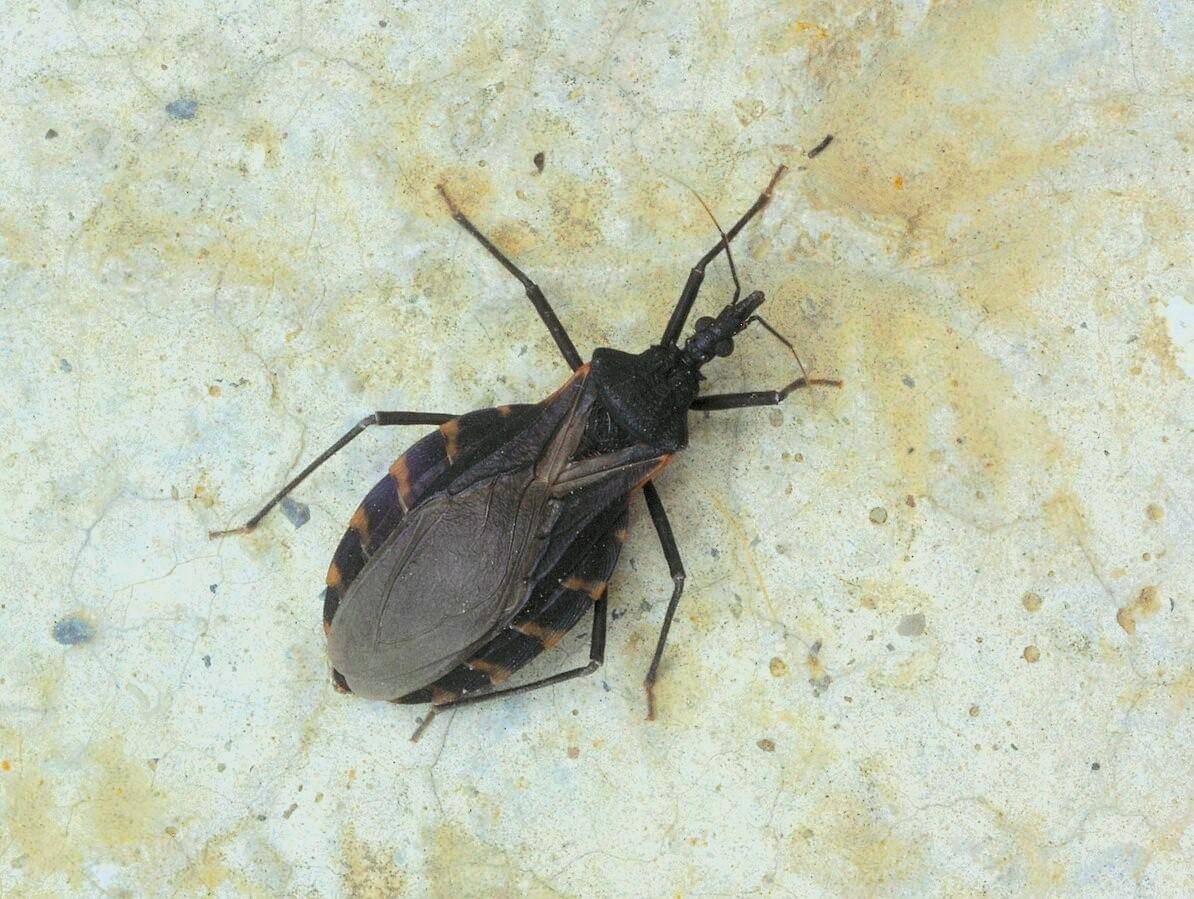 Triatoma gerstaeckeri (Juan Cruzado Cortés, CC BY-SA 4.0, via Wikimedia Commons)
