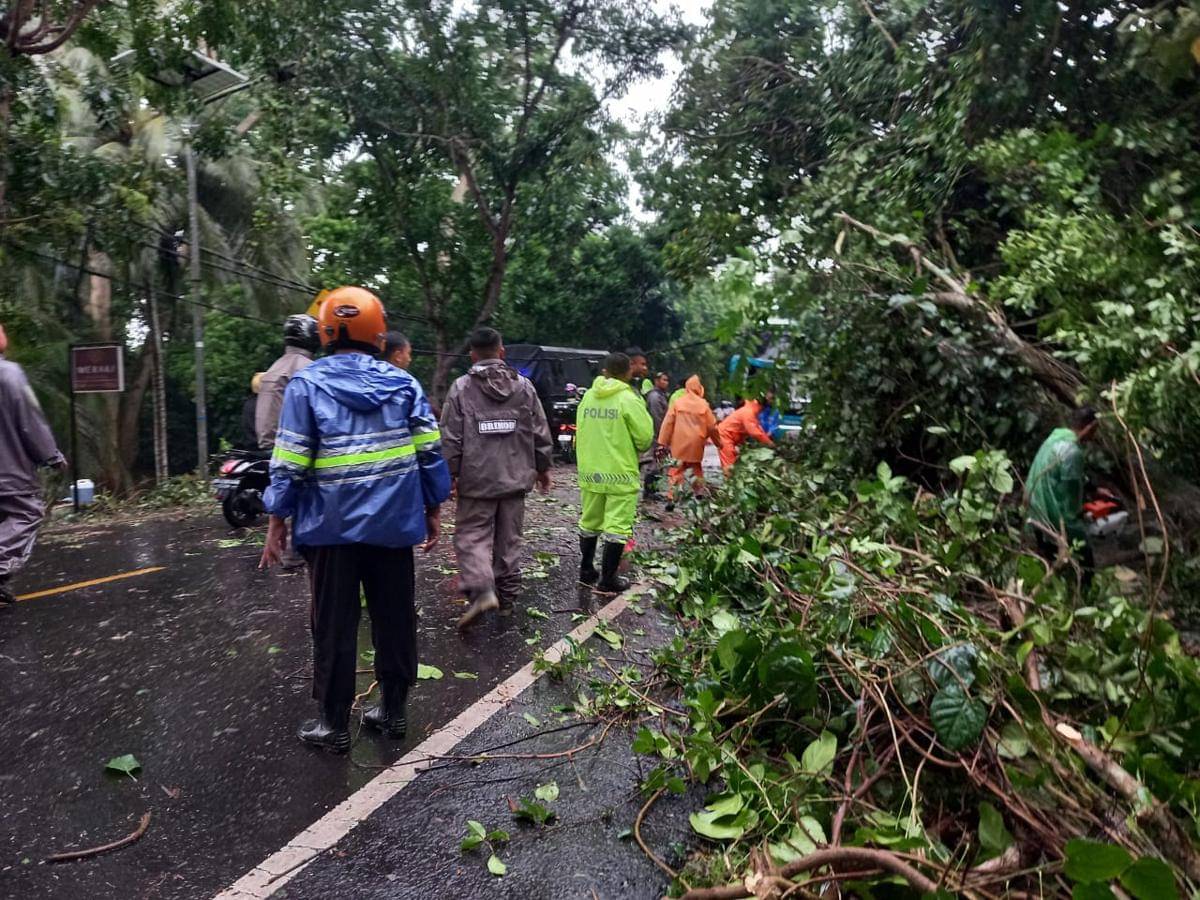 Petugas gabungan melakukan penanganan pohon tumbang di jalur utama Denpasar-Gilimanuk, Kecamatan Melaya, Kabupaten Jembrana pada Selasa (11/11/2025) sore.