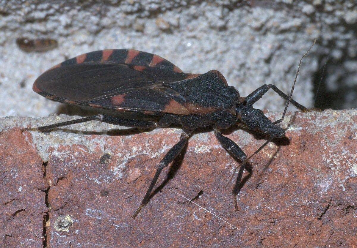 Triatoma sanguisuga (xpda, CC BY-SA 4.0, via Wikimedia Commons)