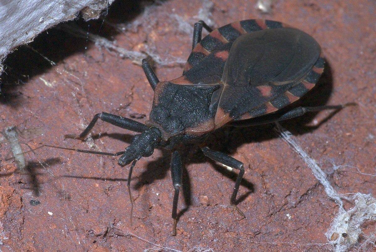Triatoma sanguisuga (xpda, CC BY-SA 4.0, via Wikimedia Commons)