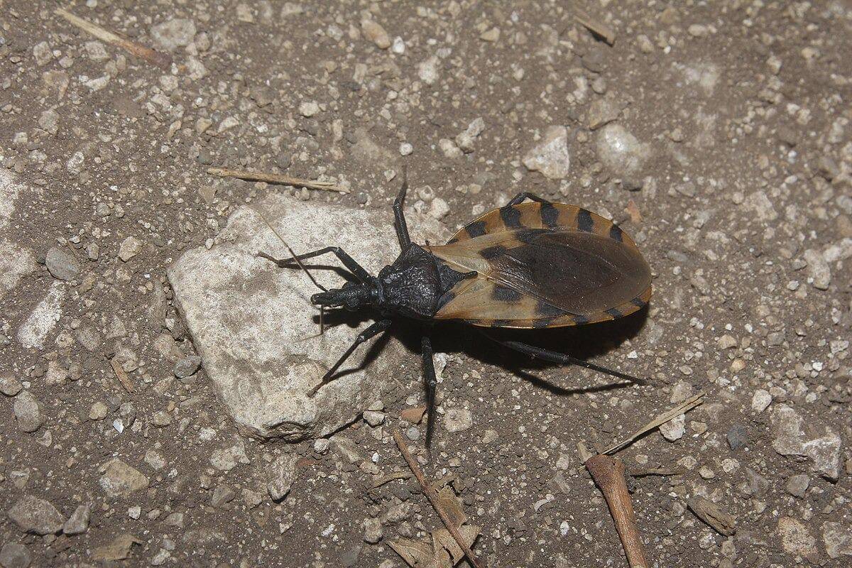 Triatoma dimidiata ( Juan Cruzado Cortés, CC BY-SA 4.0, via Wikimedia Commons)