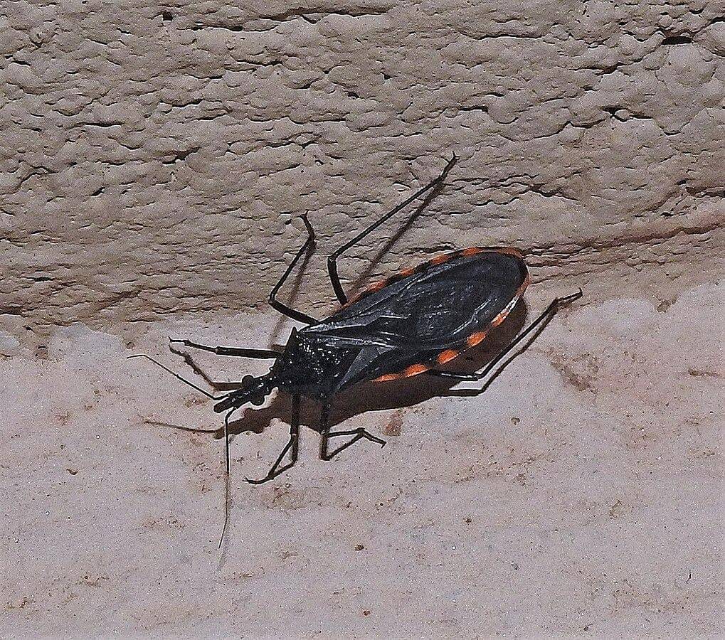 Triatoma eratyrusiformis di Argentina (Hugo Hulsberg, CC0, via Wikimedia Commons)