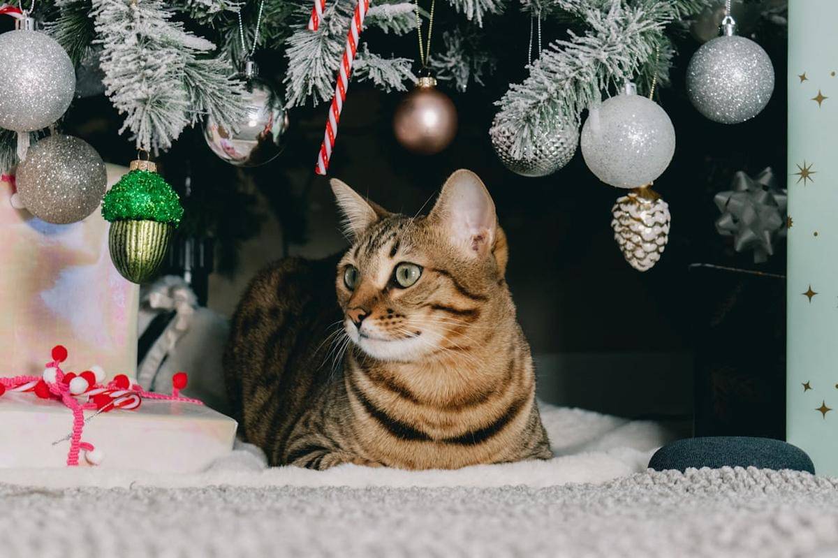 kucing dalam nuansa Natal