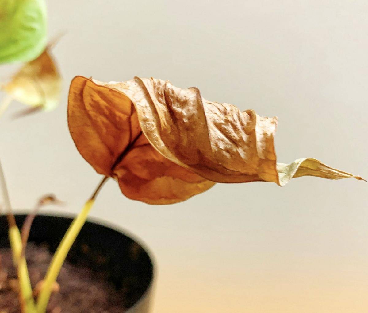 daun yang menggulung