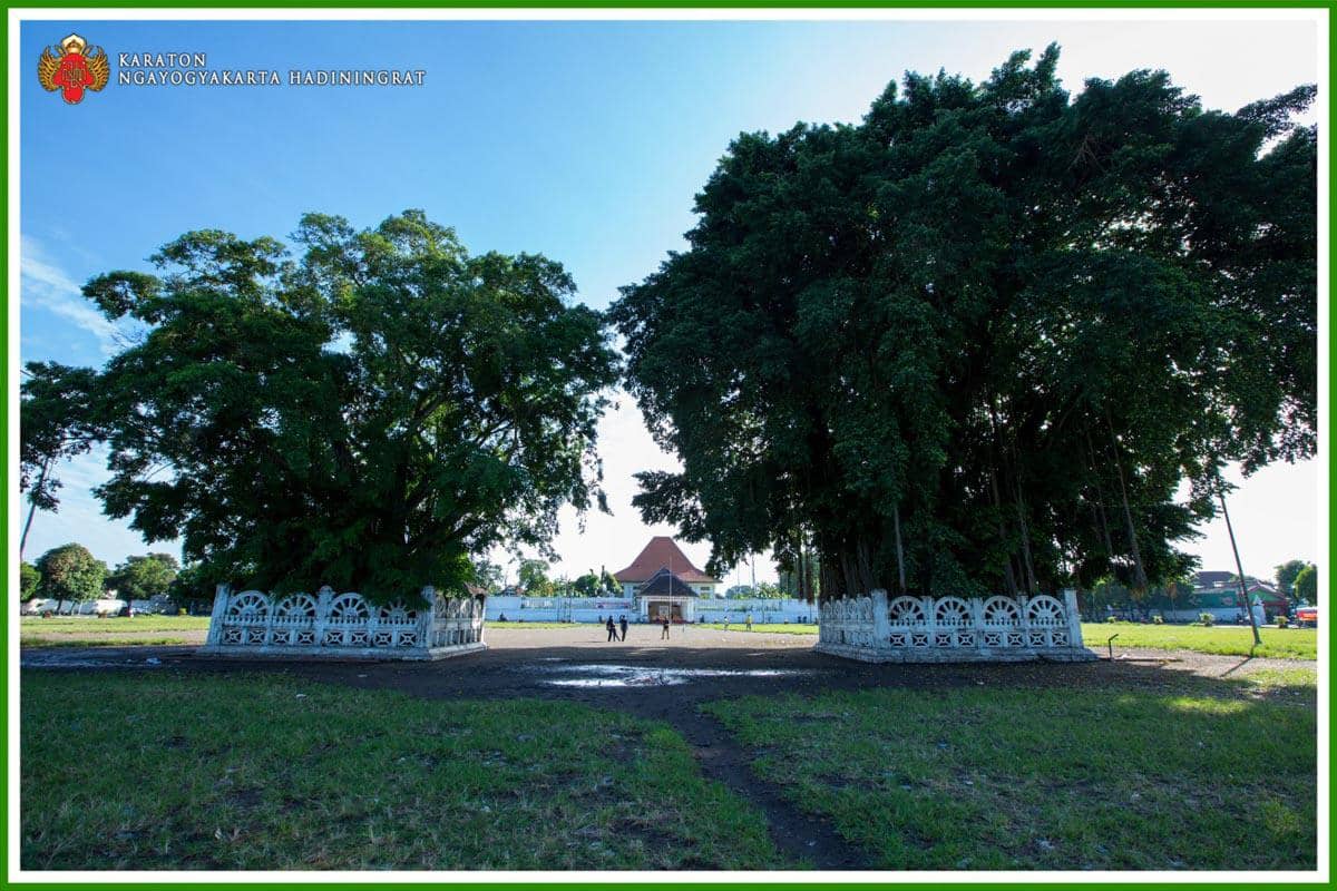 Pohon beringin yang terdapat di Alun-alun Kidul Jogja. (kratonjogja.id)