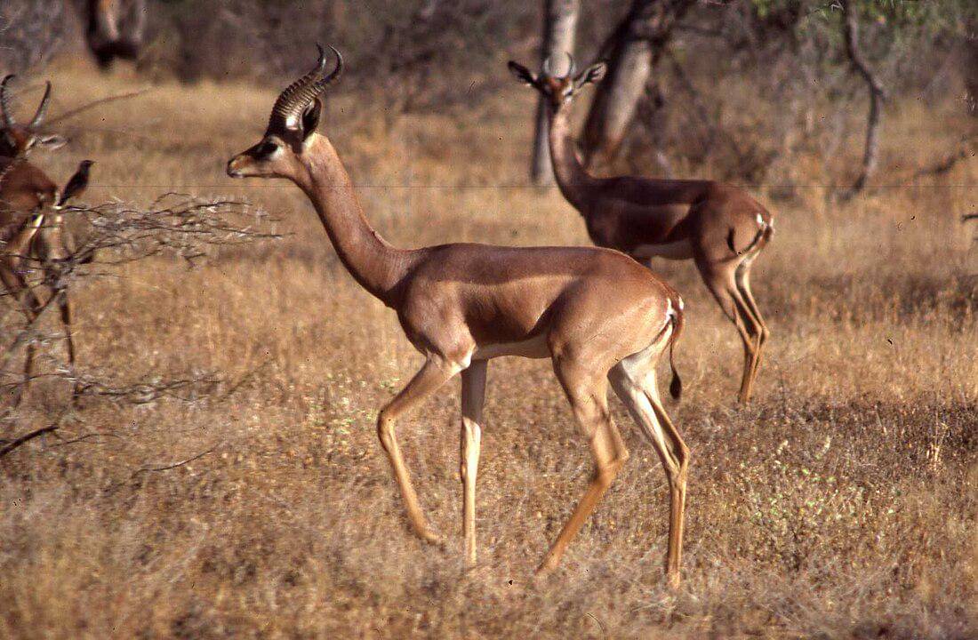 Gerenuk