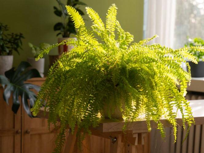 ilustrasi boston fern