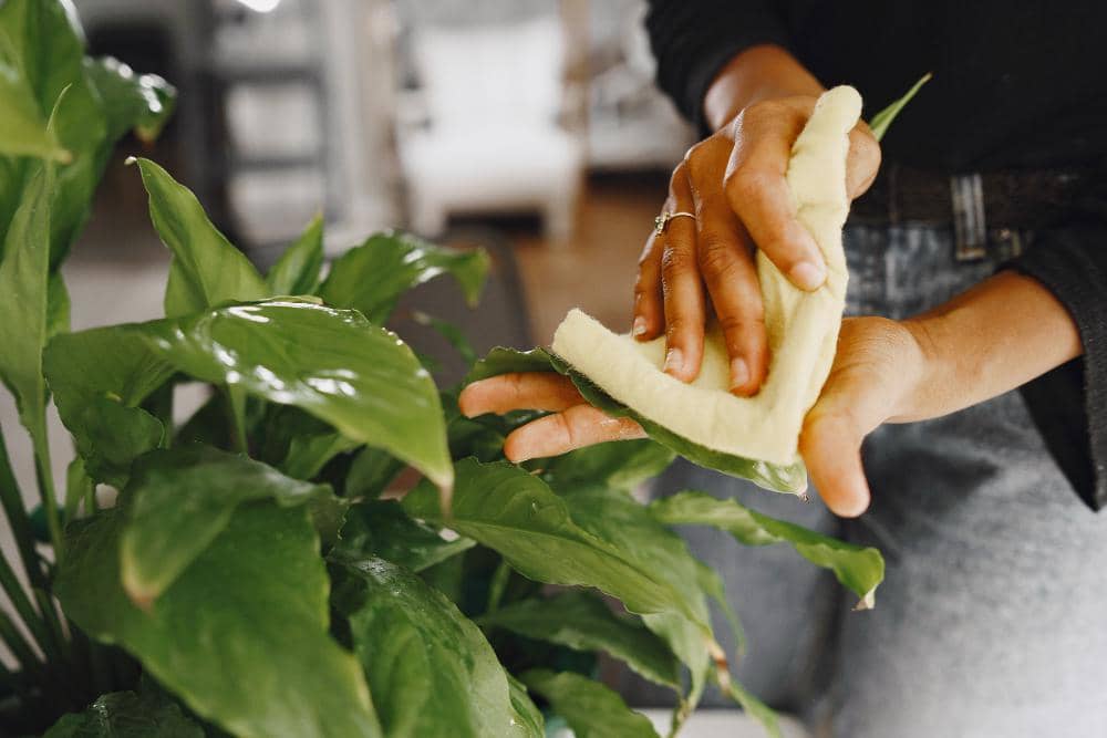 Seseorang membersihkan daun tanaman hias berwarna hijau menggunakan kain lembut di dalam ruangan untuk merawat tanaman.