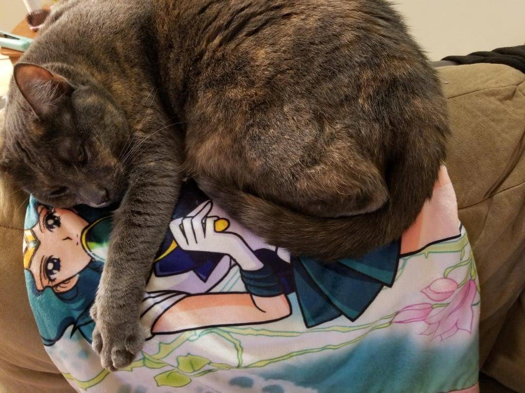 meme anime tentang selimut