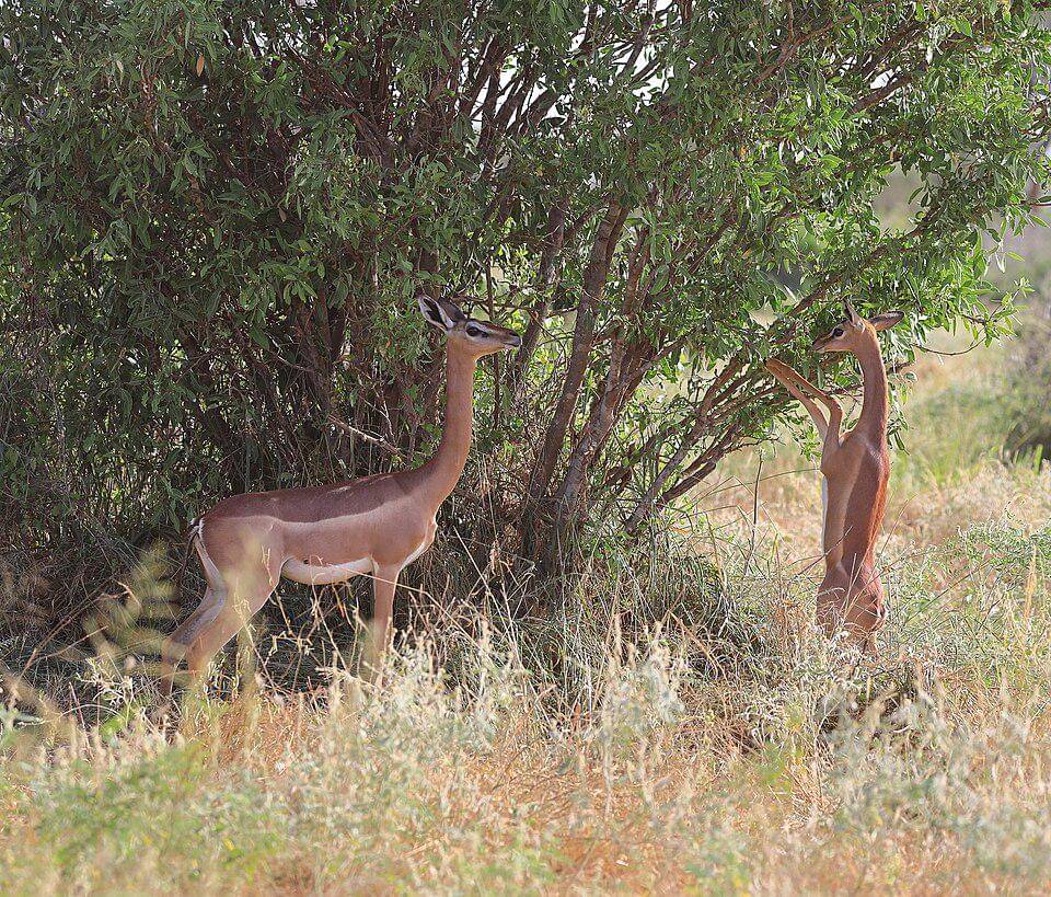 Gerenuk