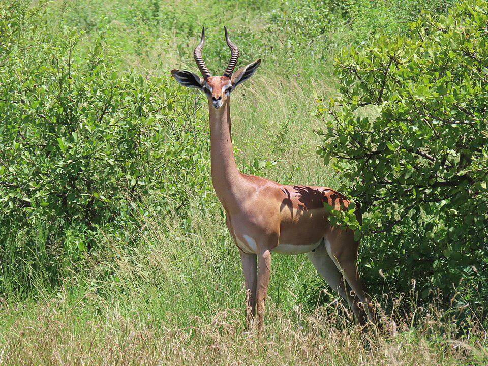 Gerenuk