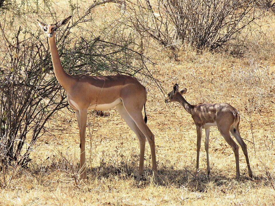 Gerenuk