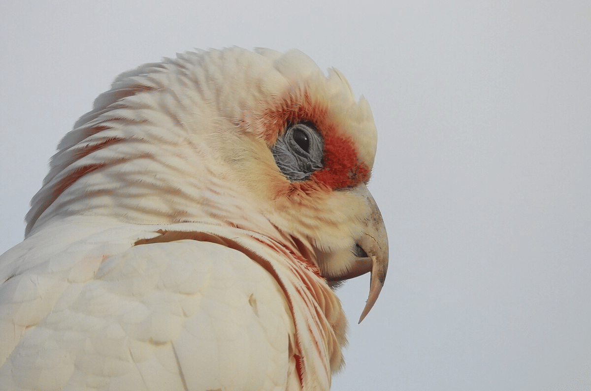 kakatua paruh panjang