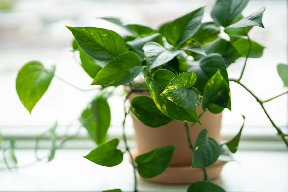 Tanaman sirih gading