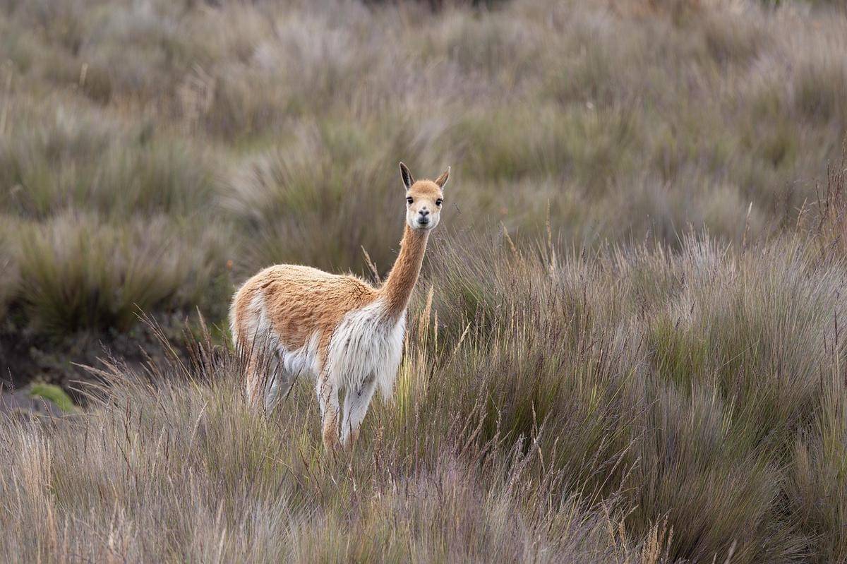 Vicuña