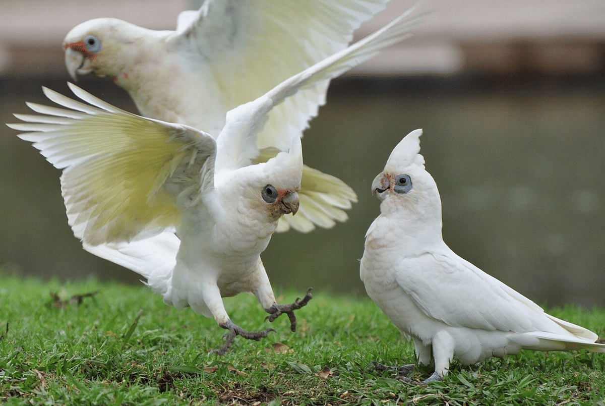 kakatua paruh panjang