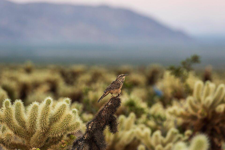 cikrak kaktus di habitat asli mereka