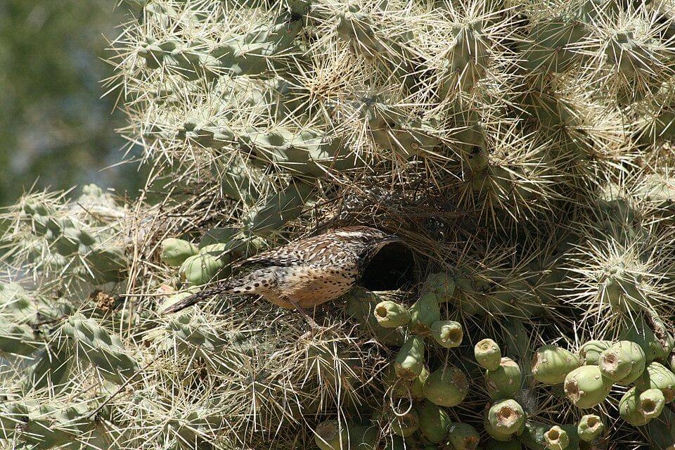 cikrak kaktus di pintu masuk sarang 