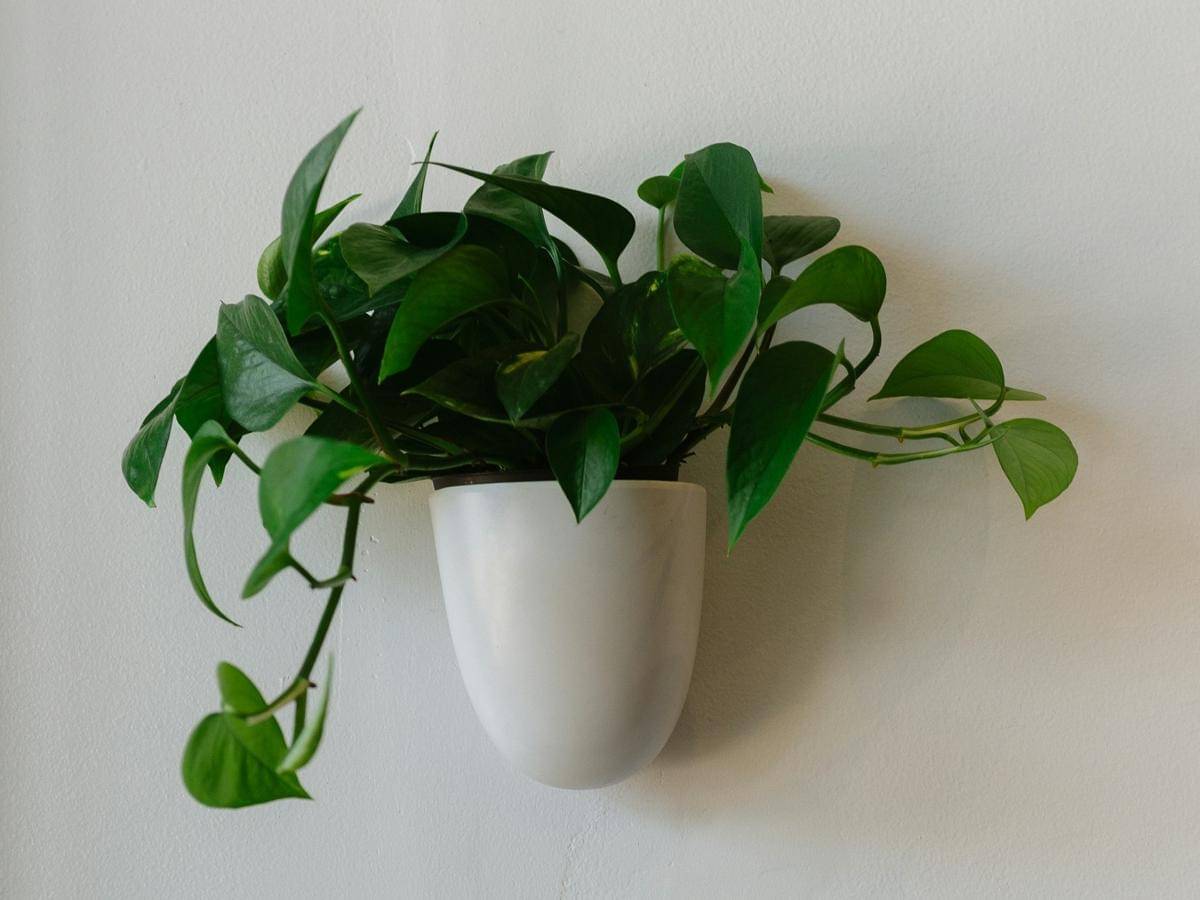 ilustrasi sirih gading