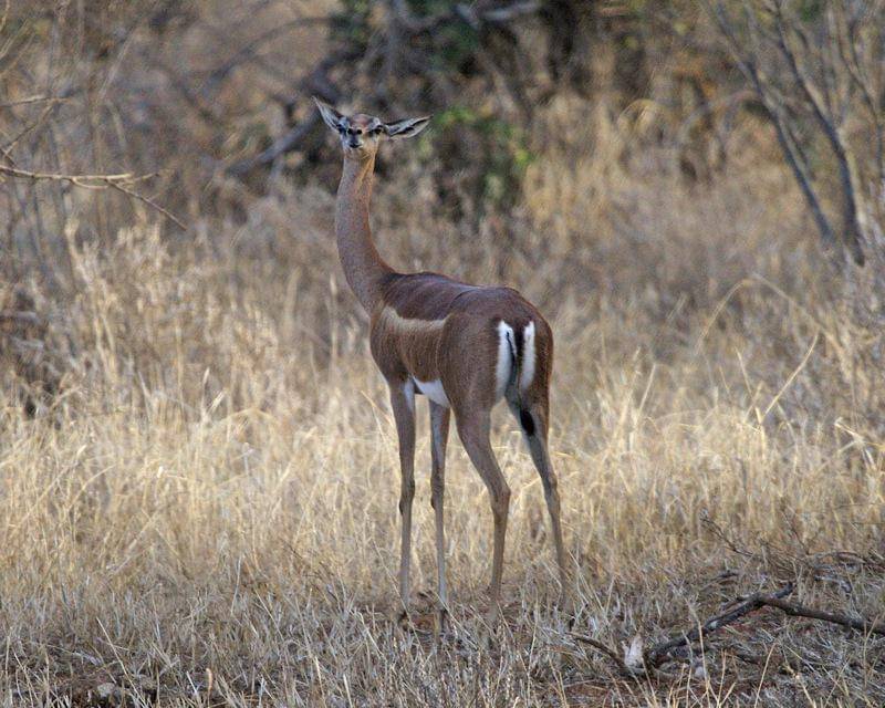 Gerenuk