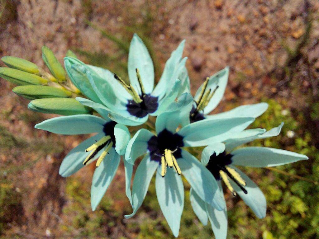 Ixia viridiflora