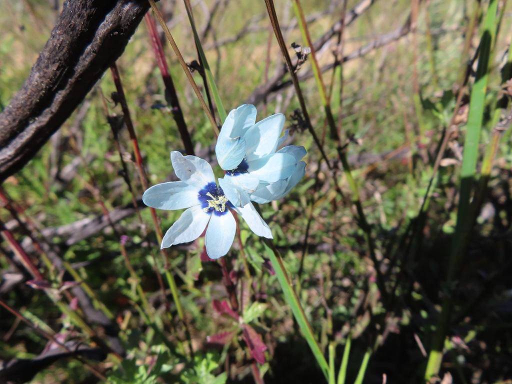 Ixia viridiflora