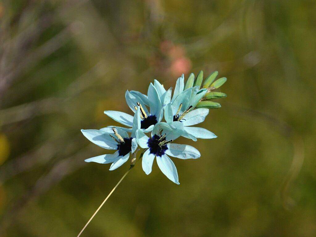 Ixia viridiflora