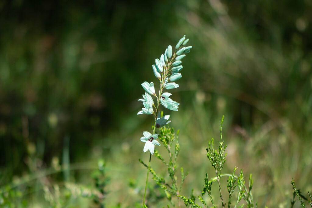 Ixia viridiflora