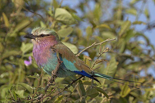 potret burung lilac breasted roller