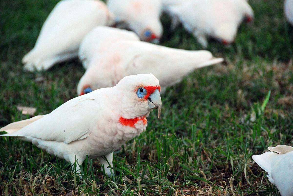 kakatua paruh panjang