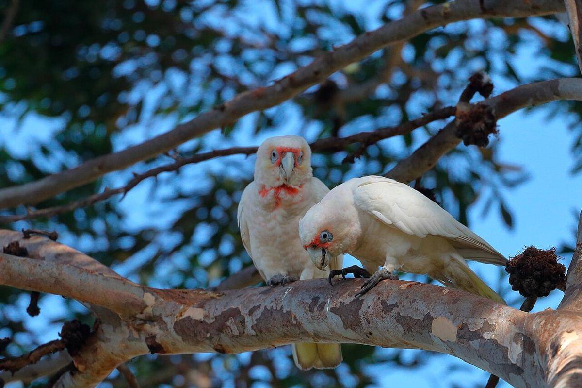 kakatua paruh panjang