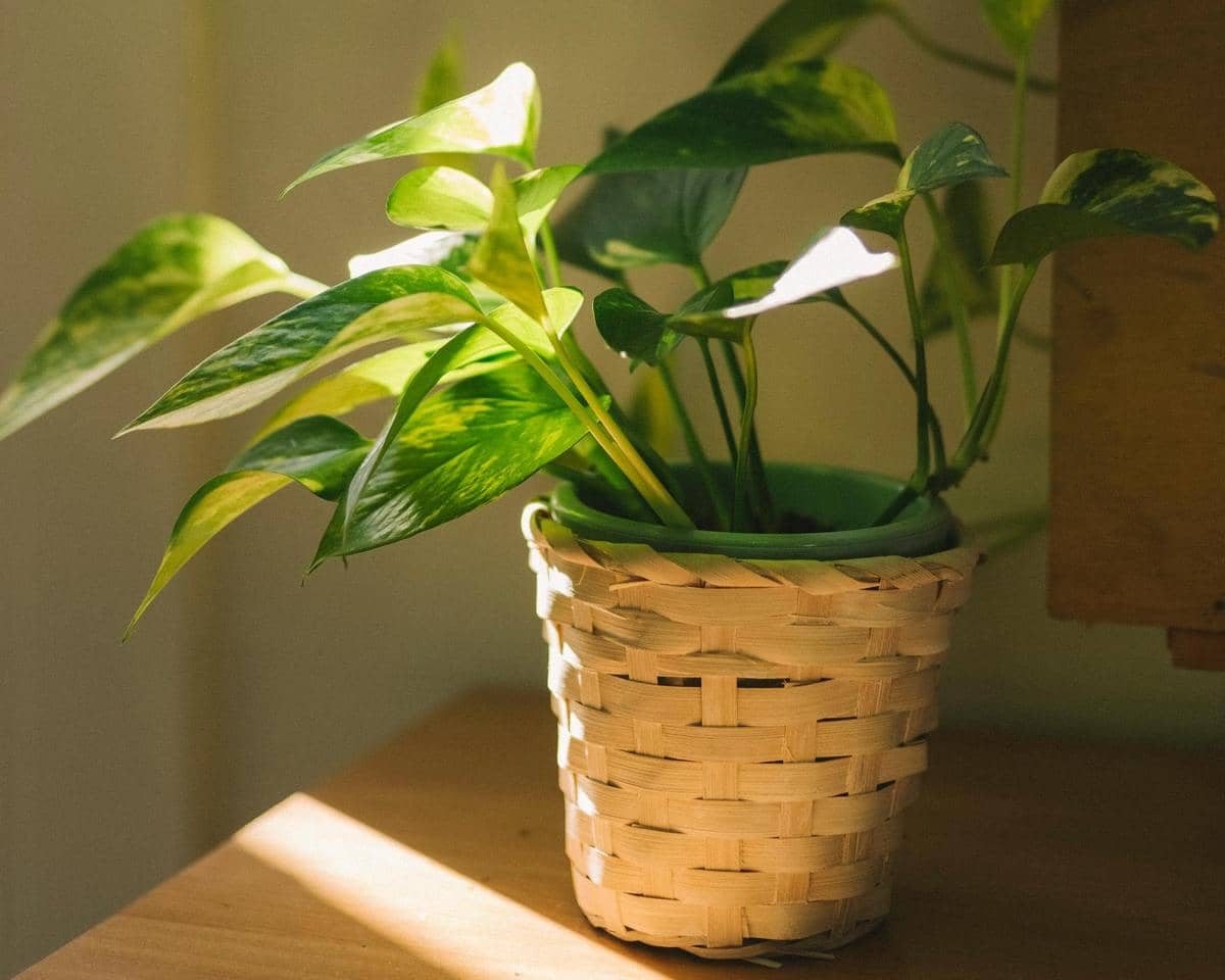 Tanaman sirih gading