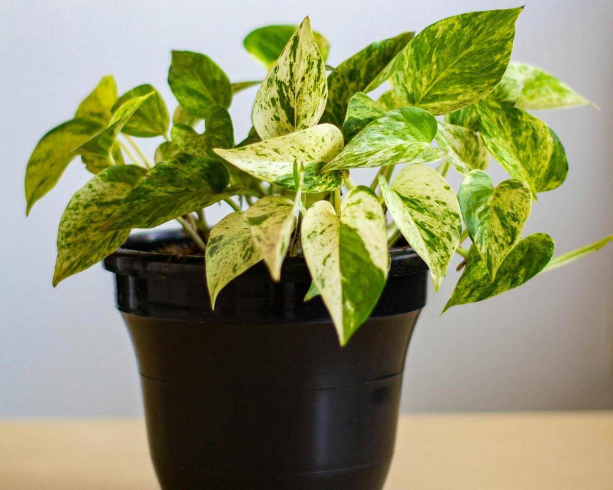 ilustrasi pothos marble queen