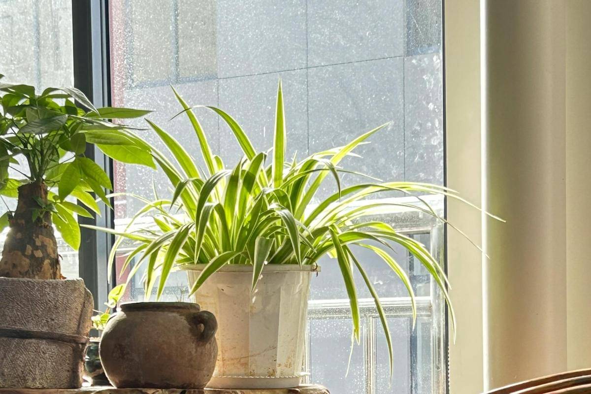 ilustrasi tanaman spider plant