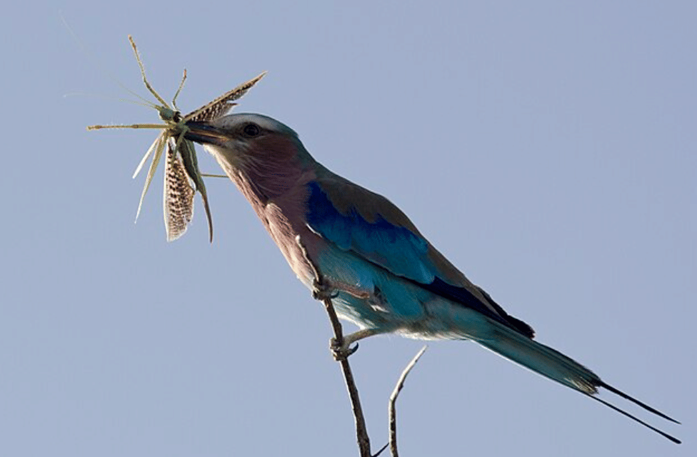 potret burung lilac breasted roller