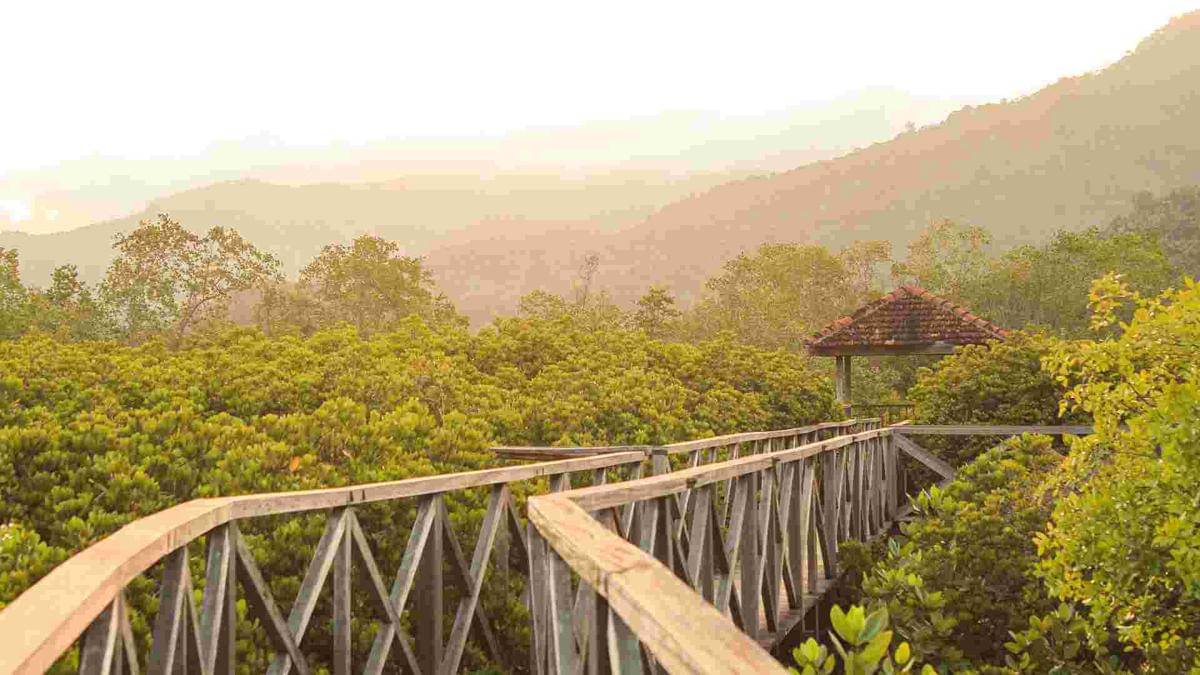 hutan bakau pancer Cengkrong wisata di Trenggalek