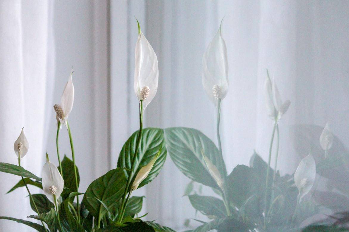 ilustrasi peace lily
