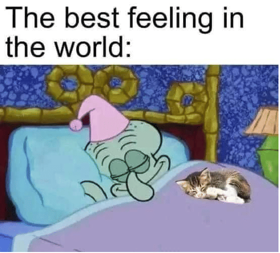 meme kucing tentang selimut