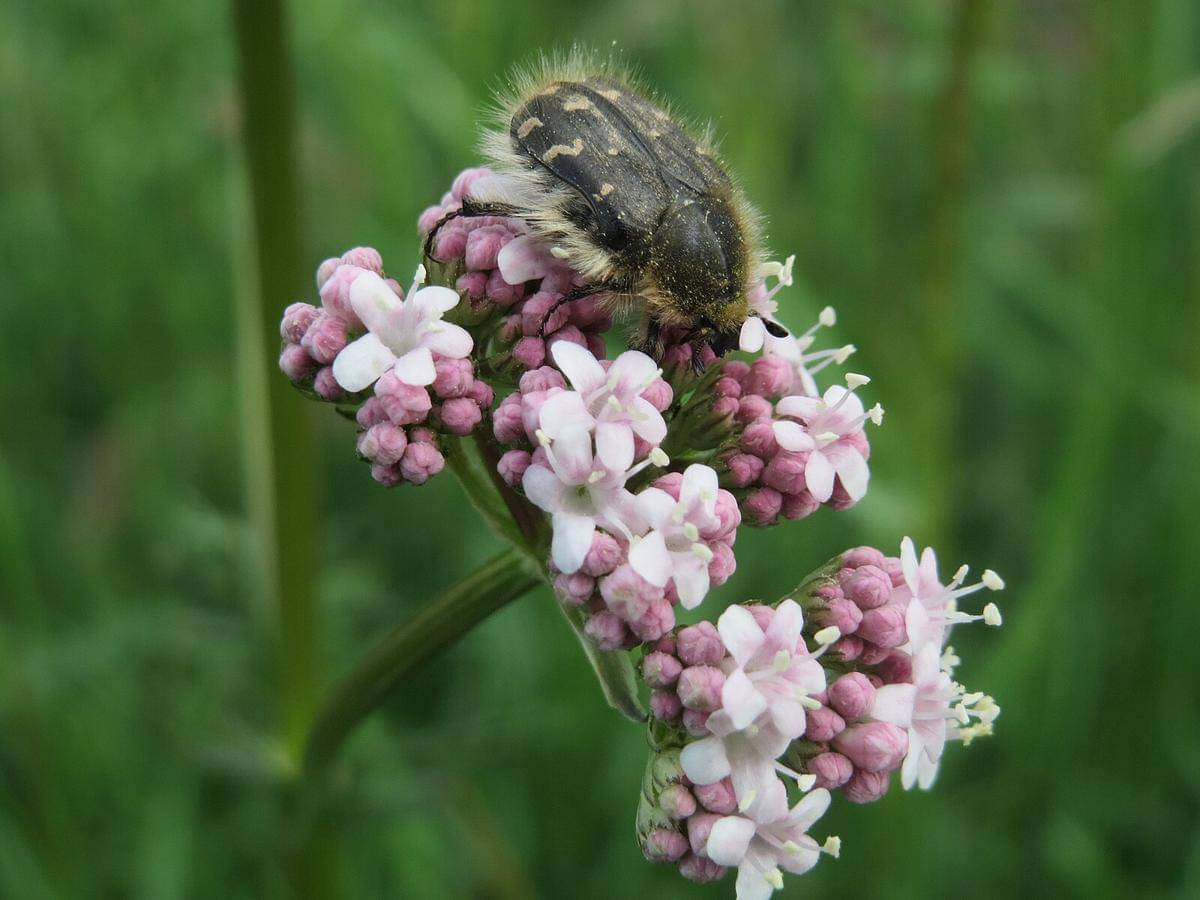 Potret kumbang di atas bunga valerian
