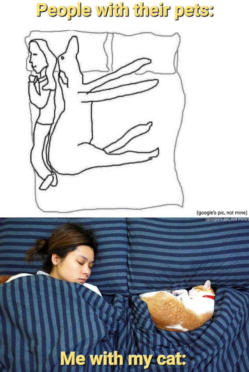 meme kucing tentang selimut