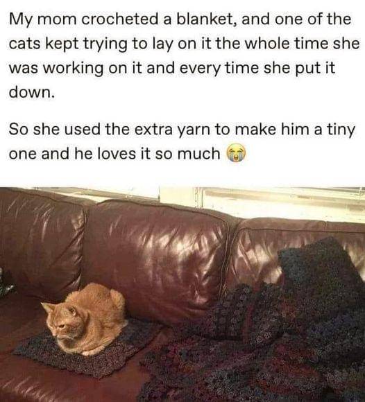 meme kucing tentang selimut