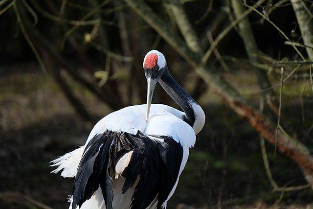 potret burung red crowned crane