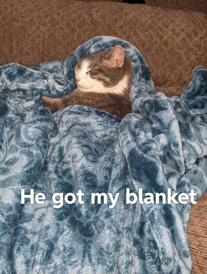 meme kucing tentang selimut