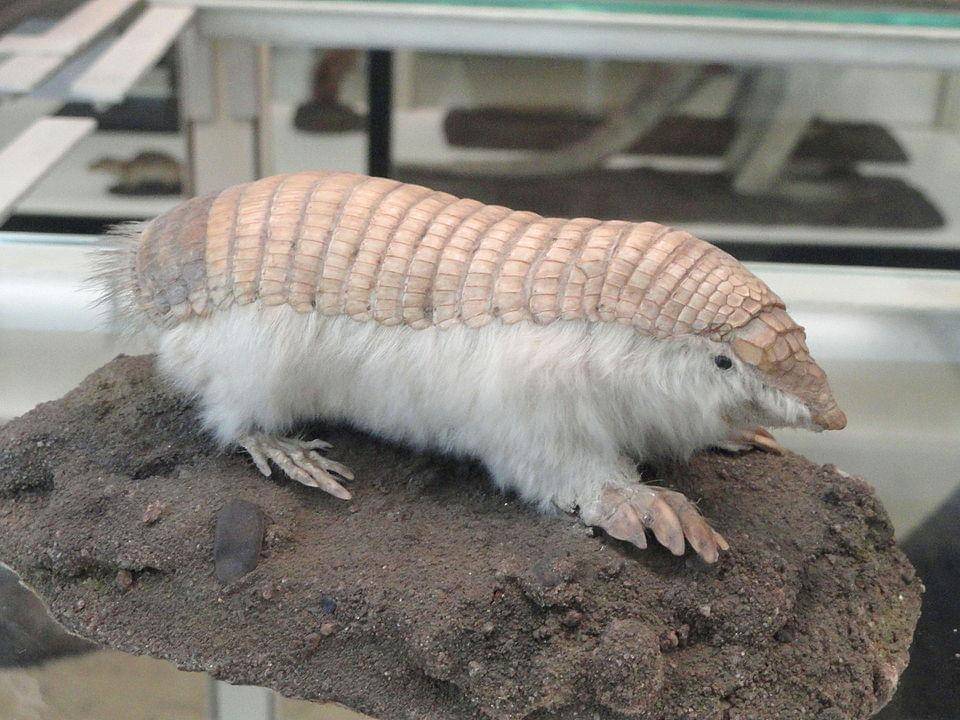 Penampakan pink fairy armadillo yang diawetkan.